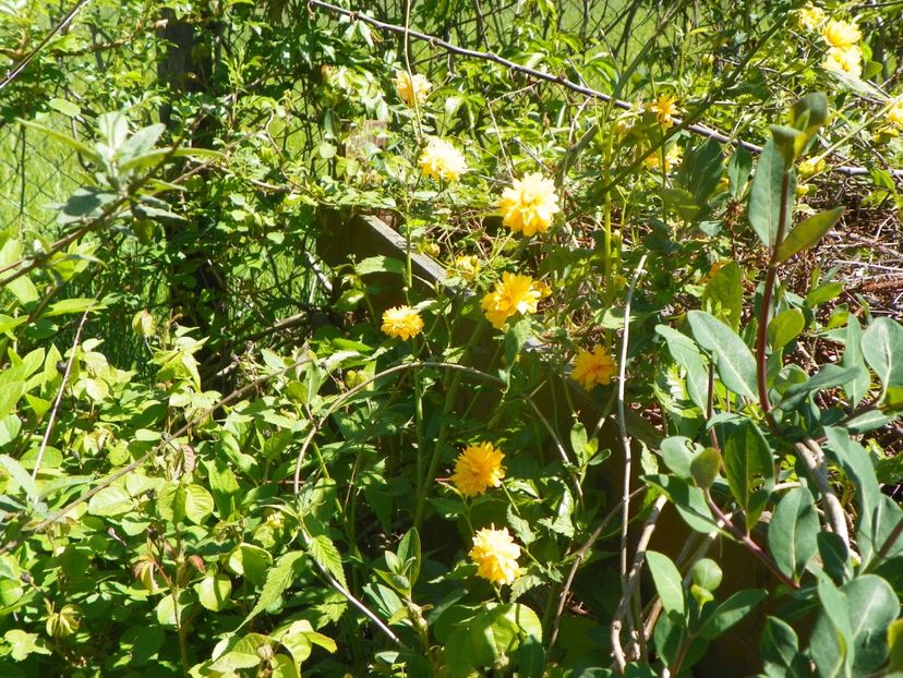 kerria japonica - Dobarland 2019 2