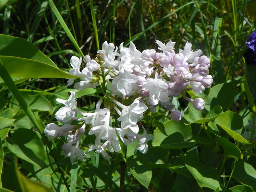 syringa Krasavitza Moskwy - Dobarland 2019 2