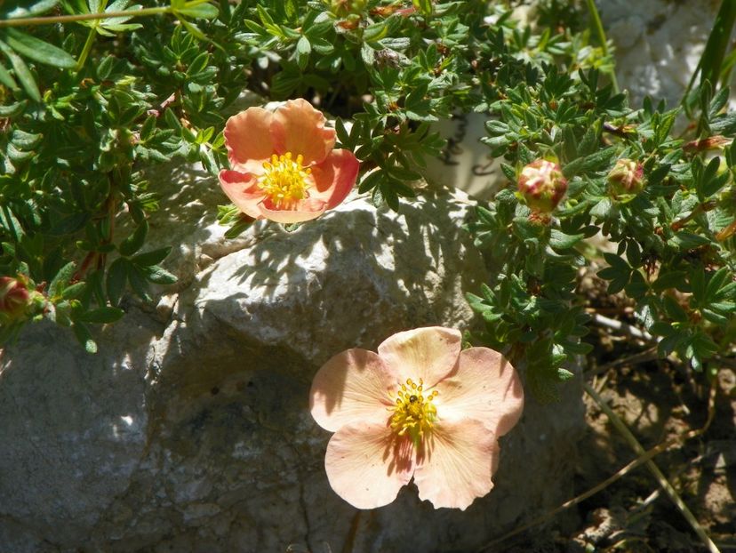 potentilla Sunset - Dobarland 2019 2
