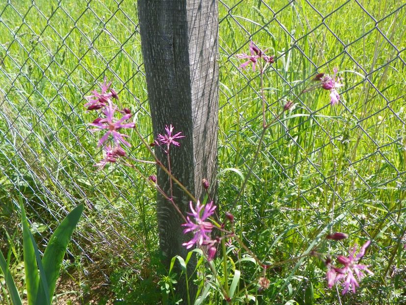 lychnis flos-cuculi - Dobarland 2019 2