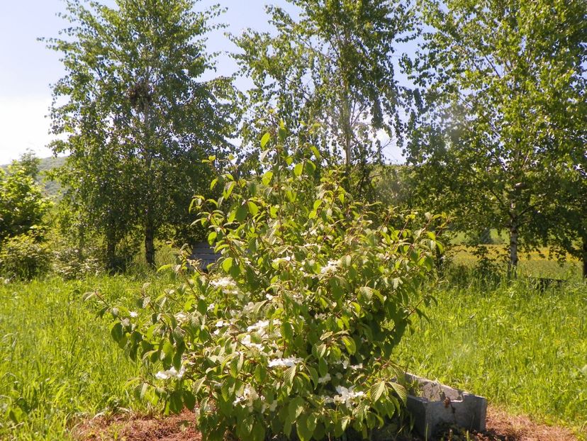 viburnum tomentosum - Dobarland 2019 2