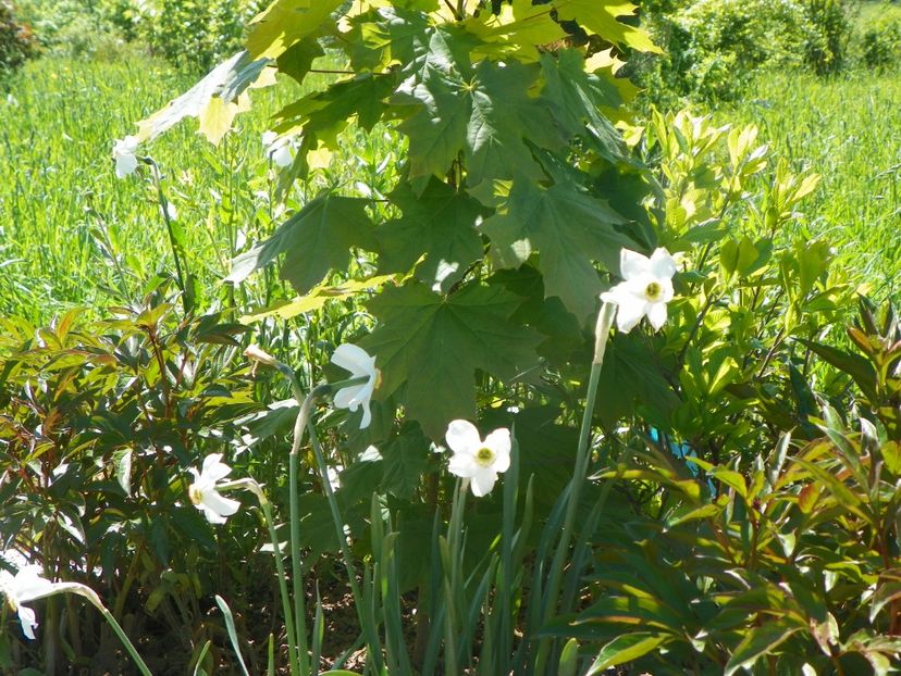 narcissus poeticus - Dobarland 2019 2