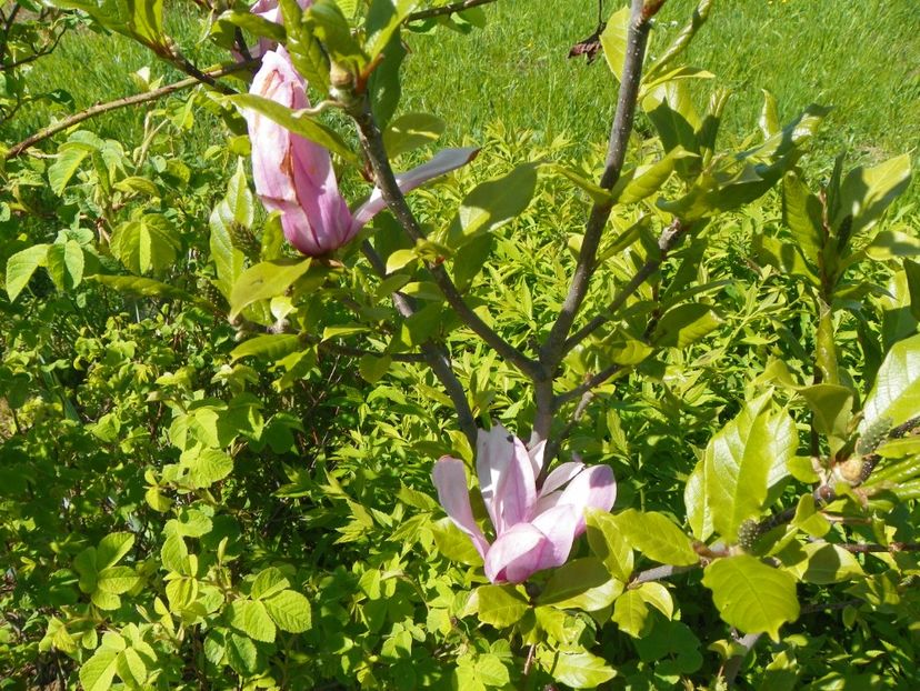 magnolia Leonard Messel - Dobarland 2019 2