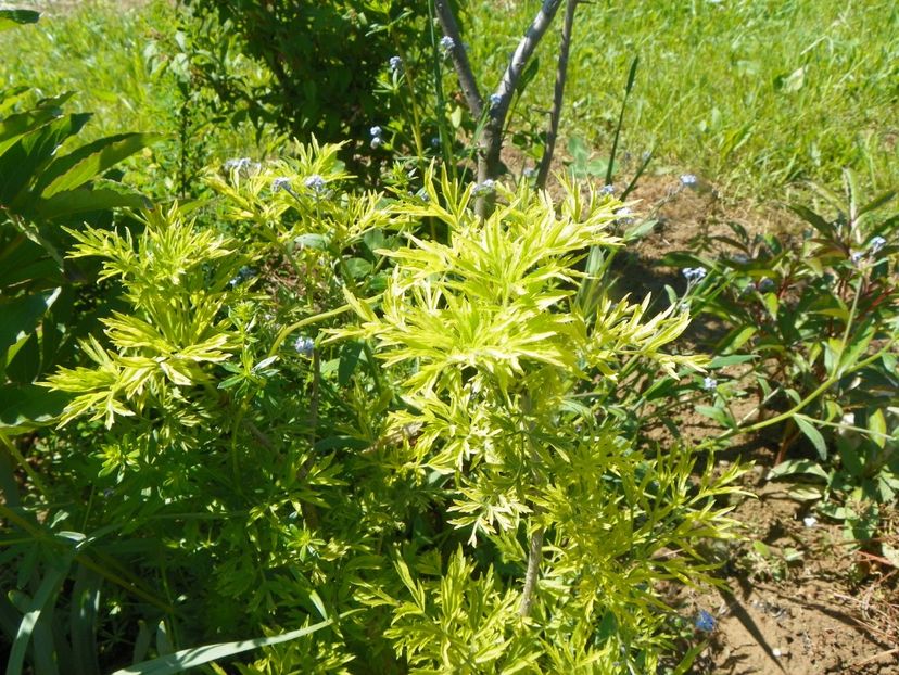 sambucus Golden Tower - Dobarland 2019 2