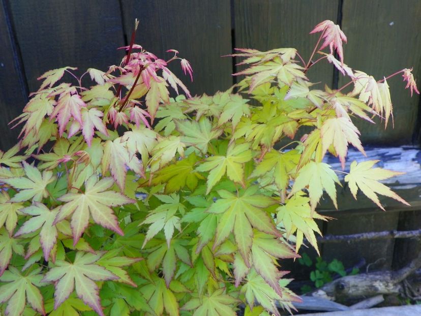 acer palm. Orange Dream - Dobarland 2019 2