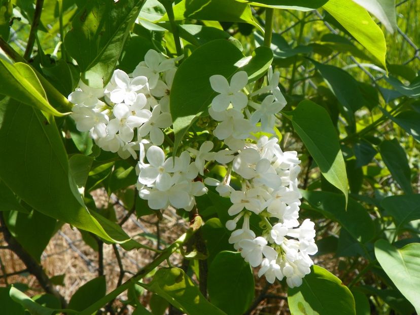 in loc de Znamya Lenina - Dobarland 2019 2