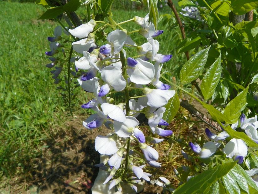 wisteria - Dobarland 2019 2