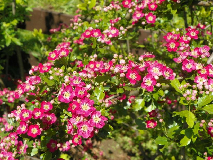 crataegus laevigata Punicea - Dobarland 2019 2