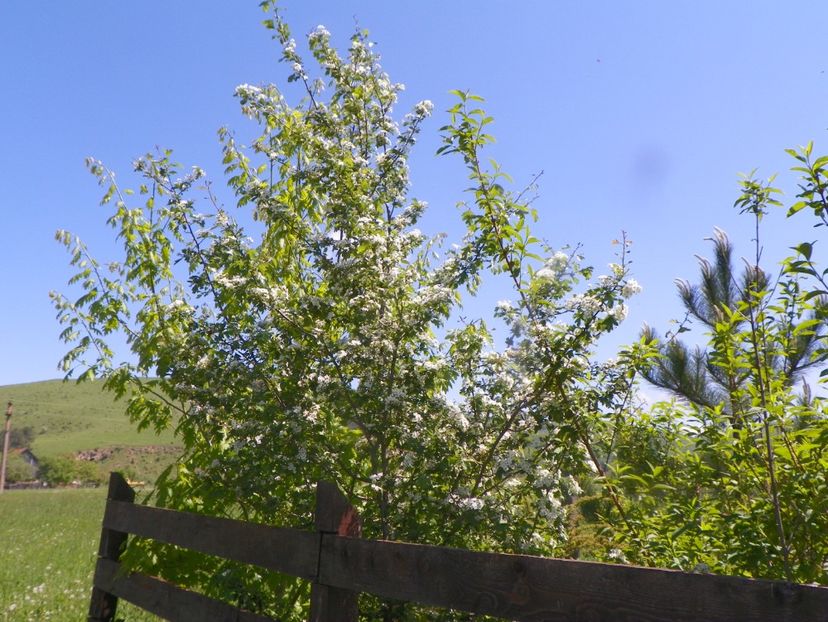crataegus monogyna - Dobarland 2019 2