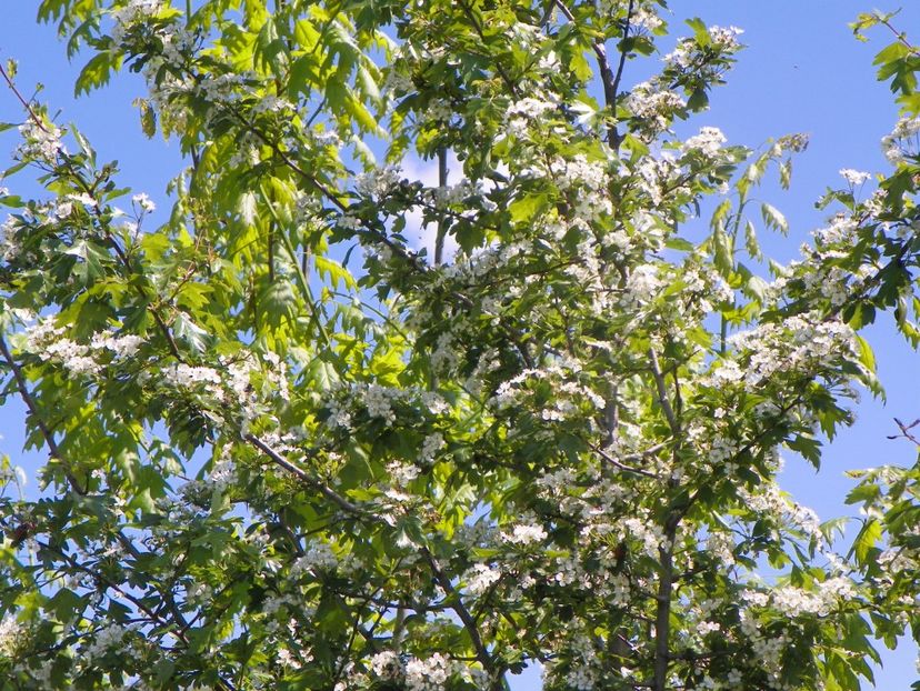 crataegus monogyna - Dobarland 2019 2