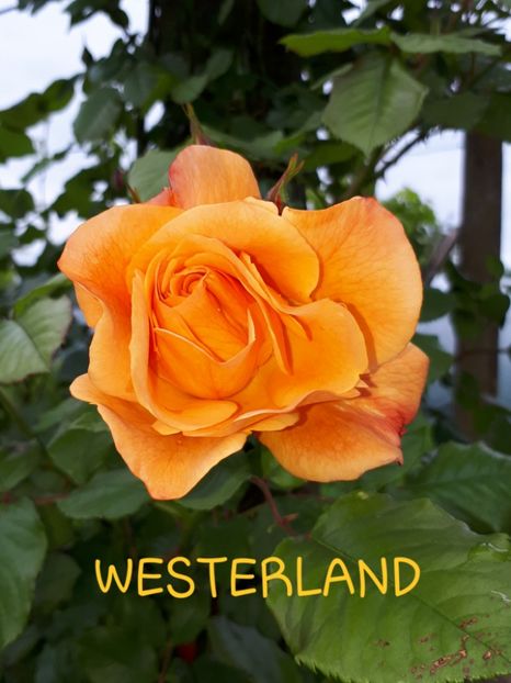  - WESTERLAND KORDES