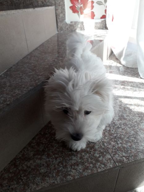  - DAISY
