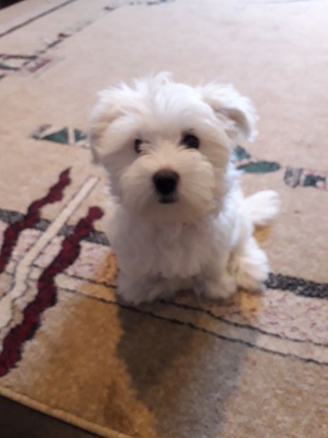  - DAISY