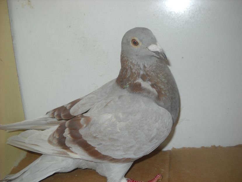 F.Ro 2016 cu inel de 2012 -50 ron. - PORUMBEI VANDUTI