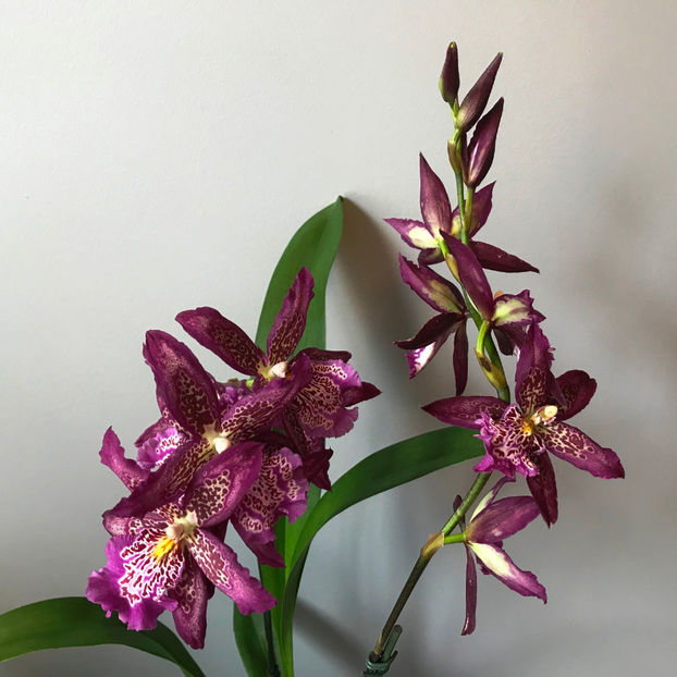 Beallara Marfitch 'Howard's Dream' - Plante de interior 2019