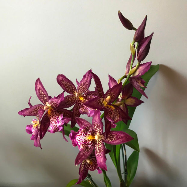  - Plante de interior 2019