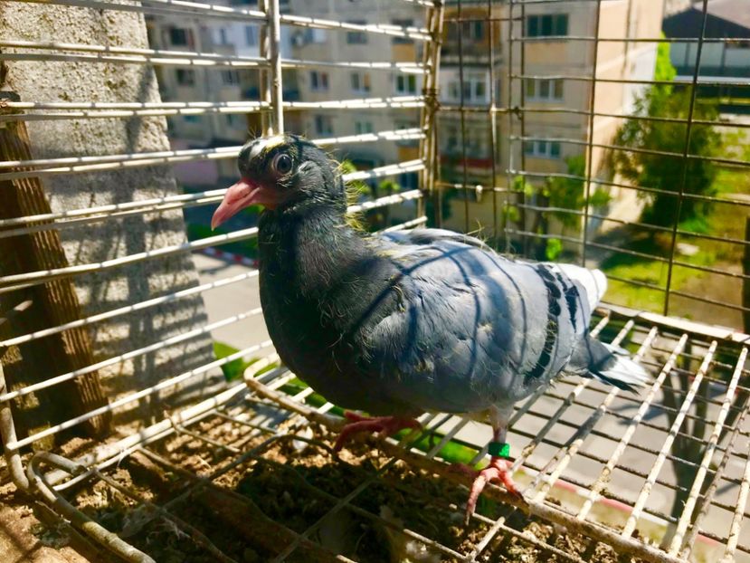 C5CDE1E9-E364-4704-8665-4AE988F88820 - Pui Wuta