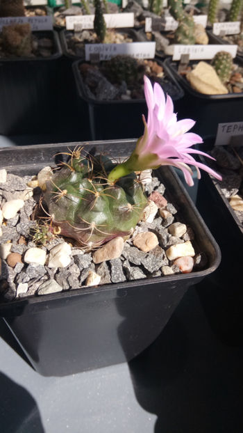 19.05.2019 - Gymnocalycium damsii v tucavocence