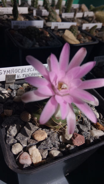 19.05.2019 - Gymnocalycium damsii v tucavocence