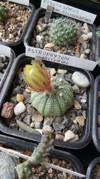 16.05.2019 - Astrophytum asterias