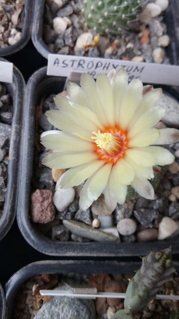 16.05.2019 - Astrophytum asterias