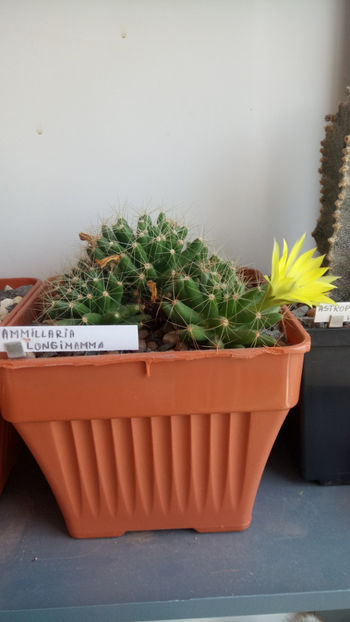 19.05.2019 - Mammillaria longimamma