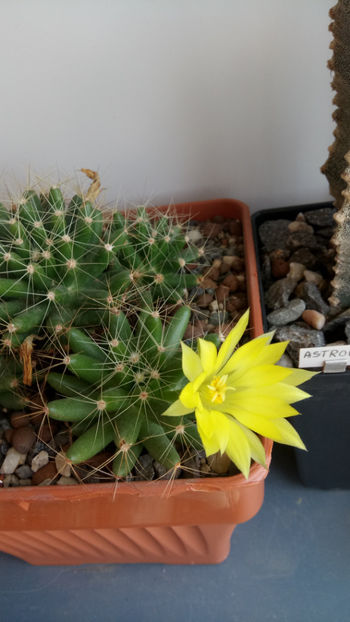 19.05.2019 - Mammillaria longimamma