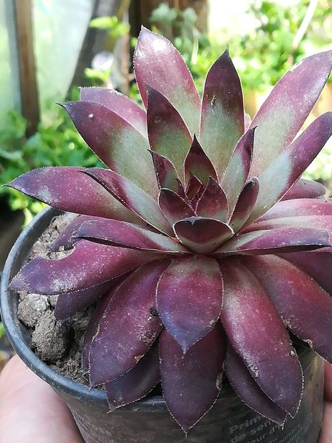 received_1472039512932995 - Sempervivum 2019