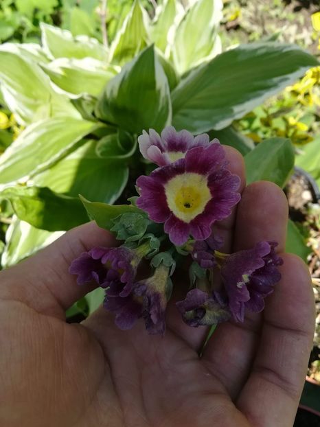 received_337827080258743 - Primule deosebite