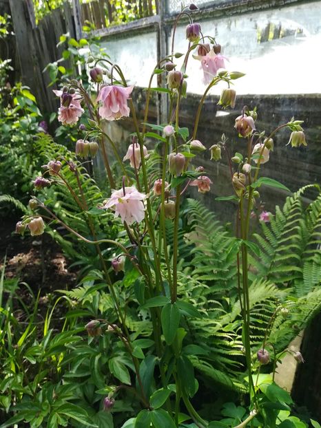 received_663051367479689 - Aquilegia-Caldaruse 2019