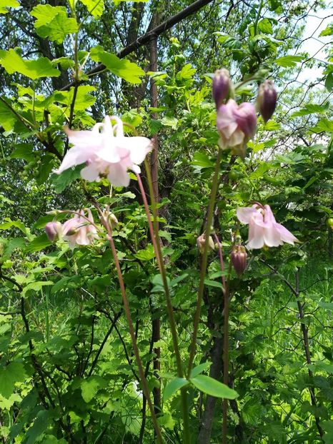 received_2257944387635837 - Aquilegia-Caldaruse 2019