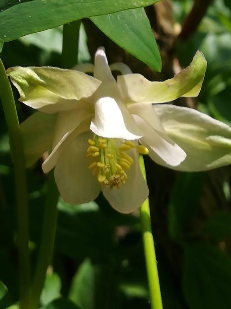 received_317120202507416 - Aquilegia-Caldaruse 2019
