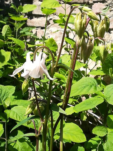 received_2305248076459605 - Aquilegia-Caldaruse 2019