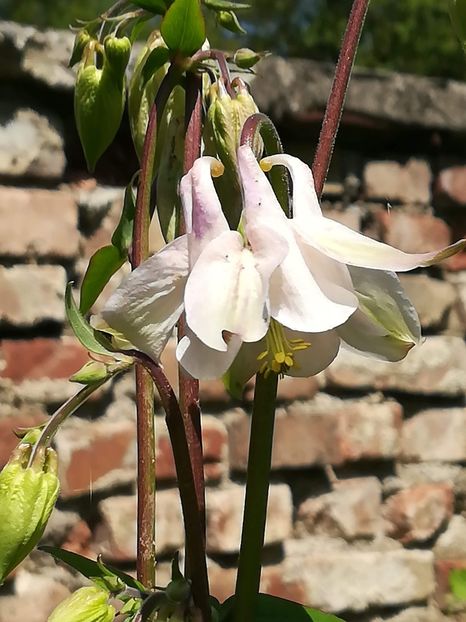 received_355906758616672 - Aquilegia-Caldaruse 2019