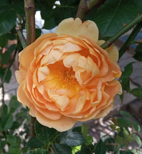 Mai 2019 - Lady of Shalott