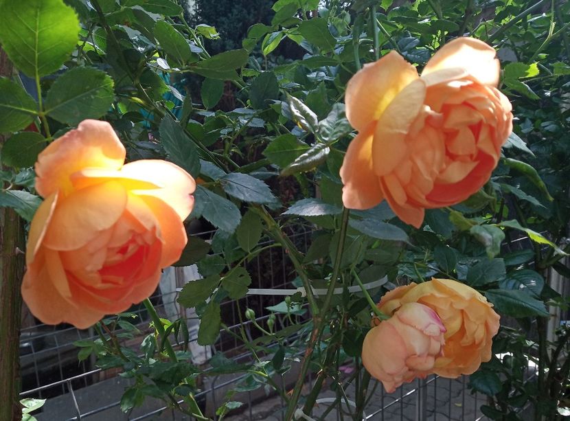 Mai 2019 - Lady of Shalott