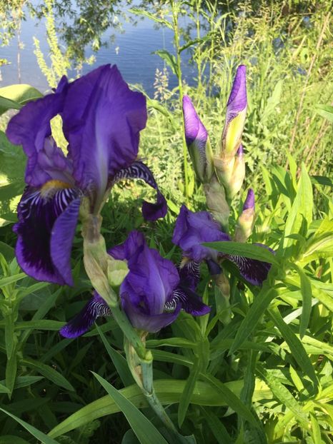 B7B6B7AA-10E4-4F90-B24A-430056D9559B - Iriși 2019 2024