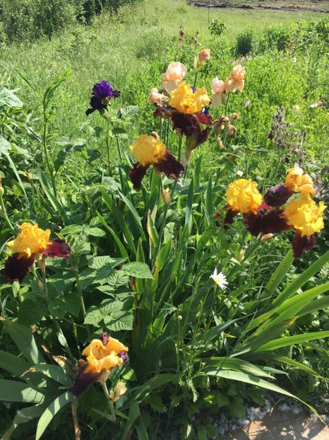 0E351781-EE52-464A-8629-63133722AC5F - Iriși 2019 2024