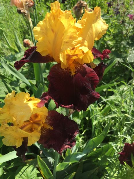 glad rags - Iriși 2019 2024