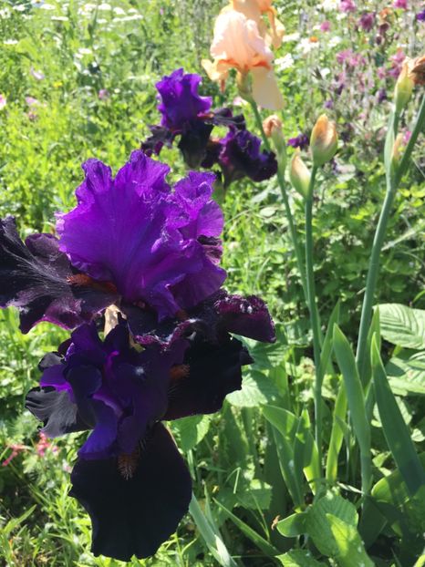 0BD5AEF3-90B6-44E6-B73D-FD0A1A5A2EEE - Iriși 2019 2024