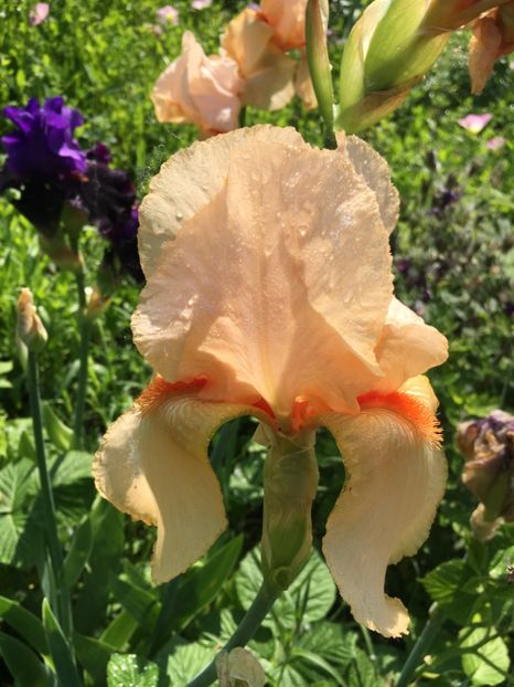 Eduard of Windsor - Iriși 2019 2024