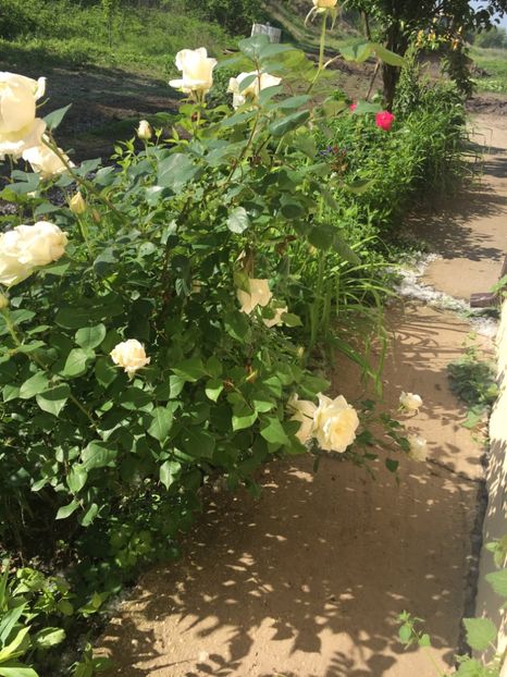 60735980-972E-469E-921A-570045F9460B - Flori la balta 2019