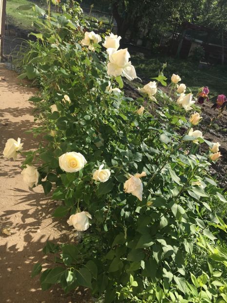 41D4DE94-D64B-45E8-A035-22D44CEB823F - Flori la balta 2019