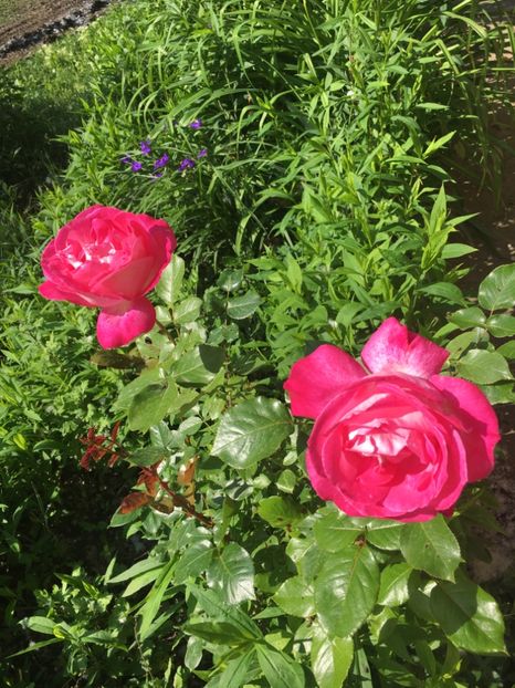 8B75C235-3293-4C9C-BB13-5B48F005A17C - Flori la balta 2019