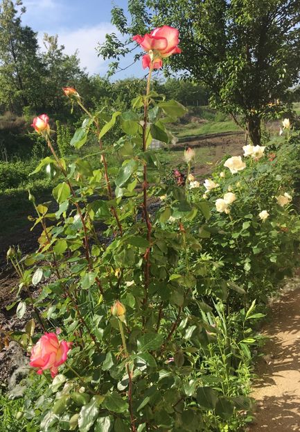 B5195467-DAE4-4EE2-86A1-D2A48329ED26 - Flori la balta 2019