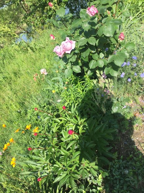 F4A23B4D-CB7F-4FD1-806A-CB22C012E51E - Flori la balta 2019