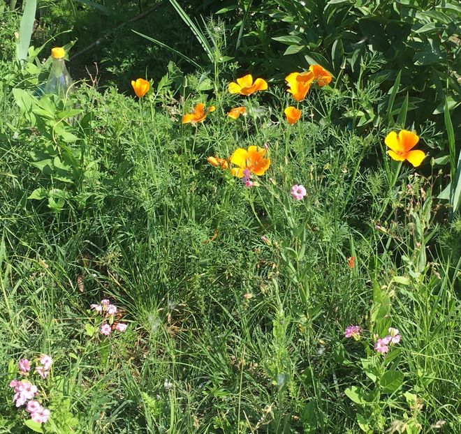 AB9CBBC5-3A81-4CCC-8A32-4A8EE7FDFF86 - Flori la balta 2019