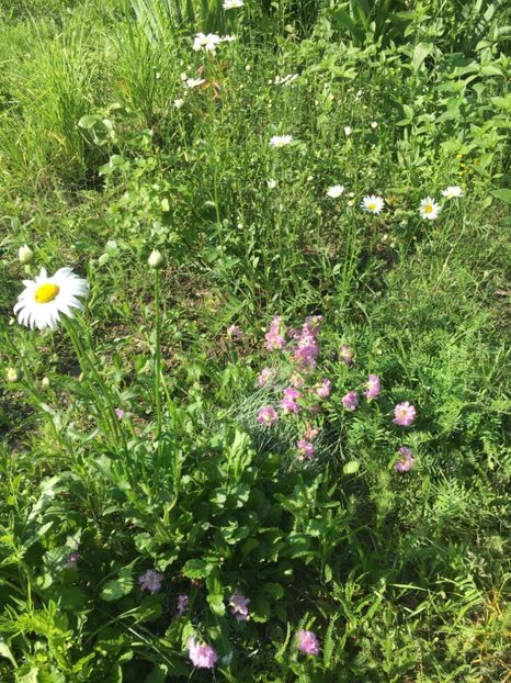 34627957-F6C2-4364-B554-333F5F14338B - Flori la balta 2019