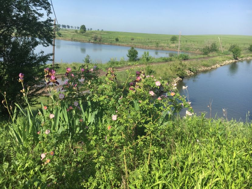 7D333191-7E6F-451D-A2B4-CAEA233EEF62 - Flori la balta 2019