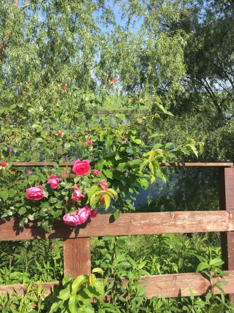 878F88BE-B0E3-4AE5-BEF9-DD63A274D01E - Flori la balta 2019